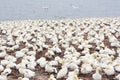 Large colony of northern gannets in Bonaventure Island (Quebec) Royalty Free Stock Photo