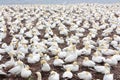 Large colony of northern gannets in Bonaventure Island (Quebec) Royalty Free Stock Photo