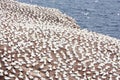 Large colony of northern gannets in Bonaventure Island (Quebec) Royalty Free Stock Photo