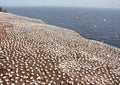 Large colony of northern gannets in Bonaventure Island (Quebec)