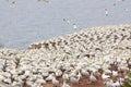 Large colony of northern gannets in Bonaventure Island (Quebec) Royalty Free Stock Photo