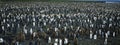 Large colony of Penguins