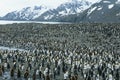 Large colony of Penguins