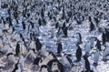 Large colony of Penguins gathering on ice