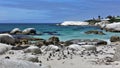 A large colony of penguins lives on a sandy beach Royalty Free Stock Photo