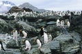 Large colony of Penguins on rocks