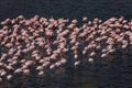 a large colony of a large pink flamingo