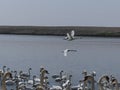 Swans at the swannery waiting for feeding time. A swan in flight passes by Royalty Free Stock Photo