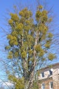 Large colony of white mistletoe Viscum album L. on the host tree