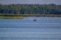 Large colony with white swans swims in the lake