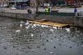 Large colony of wintering water birds, swans, ducks and other water birds feeding on the water in winter at the city park