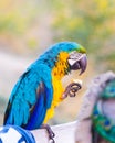 A large  colored parrot eats bread in the interval between performances with street clowns on the Narikhala Hill in Tbilisi city Royalty Free Stock Photo