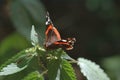 Large colorful butterfly in close-up perched on a plant on a warm summer day