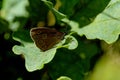 Large colorful butterfly in close-up perched on a plant on a warm summer day