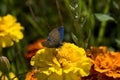 Large colorful butterfly in close-up perched on a plant on a warm summer day