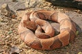 Copperhead Snake Agkistrodon contortrix coiled in Oklahoma