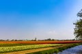 Large colorful fields of tulip flowers in Lisse Netherlands Royalty Free Stock Photo