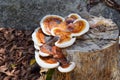 Large colorful Fungus growing on Stump decaying in El Eden, Puerto Vallarta Jungle pathway in Macro, detailed view in Mexico.