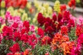 A large and colorful garden of trailing candy showers snapdragons in bloom in the spring