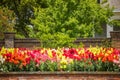 A large and colorful garden of trailing candy showers snapdragons in bloom in the spring