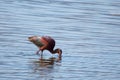 Large colorful Glossy Ibis bird iridescent reddish brown and green feathers diving for fish