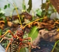 Large colorful grasshopper in terrarium