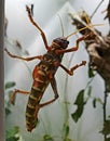 Large colorful grasshopper in terrarium