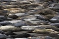 Large Colorful Group Elephant Seals Sleeping on Beach Curves and Lines
