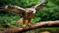 Dynamic Pose Of Angry Hawk Gripping Branch - Photo-realistic Techniques