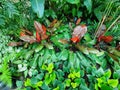 Large colorful leaves of Philodendron McColley`s Finale
