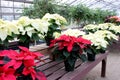 Large colorful leaves and tiny yellow flowers on potted poinsettia plants in local greenhouse