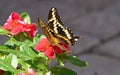 A Monarch butterfly landing on a bright red flower.