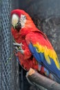 Large colorful South American macaw ara parrot sitting outdoor close up.