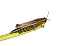 Large colorful swamp grasshopper Mecostethus grossus Royalty Free Stock Photo