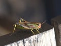 Large colorful swamp grasshopper Mecostethus grossus Royalty Free Stock Photo