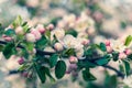 Large colorful white-pink flowers of a spring blossoming apple tree. Sprig with blooming delicate lemons buds. Royalty Free Stock Photo