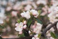 Large colorful white-pink flowers of a spring blossoming apple tree. Sprig with blooming delicate lemons buds. Royalty Free Stock Photo