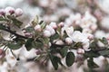 Large colorful white-pink flowers of a spring blossoming apple tree. Sprig with blooming delicate lemons buds. Royalty Free Stock Photo