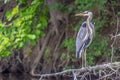 A large colourful adult Great Blue Heron standing on a fallen dead tree over a pond.