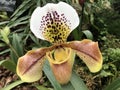 Large colourful orchid