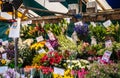 Large, colourful selection of various plants and flowers seen for sale.