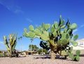 Large columnar Cereus and Mature Prickly Pear Cacti in Xeriscaping, Phoenix, AZ