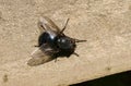 A large Common Bluebottle Calliphoridae - Blow-flies Calliphora vicina, perching on a wooden fence in woodland in the UK. Royalty Free Stock Photo