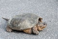 Large Common Snapping Turtle