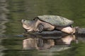 Large Common Snapping Turtle basking on a rock - Ontario, Canada