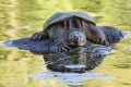 Large Common Snapping Turtle basking on a rock - Ontario, Canada