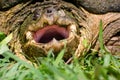 Large Common Snapping Turtle