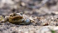 Large common toad, european toad Bufo bufo resting on the sandy road