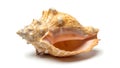 A large con conch shell on a white background (ai generated) Royalty Free Stock Photo