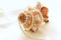 Large conch with pearls 3 Royalty Free Stock Photo